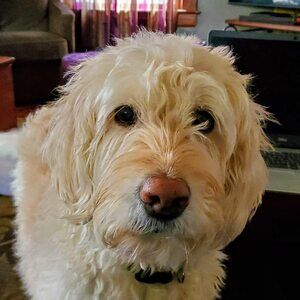 Meet your Posher, Leah